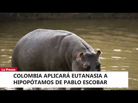 Colombia aplicará eutanasia a hipopótamos de Pablo Escobar