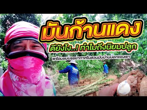 ปลูกมันสำปะหลังก้านแดง--เกษตรอ ปลูกมันสำปะหลังก้านแดง--เกษตรอ