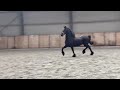 حصان الترفيه Super braaf men/rij paard
