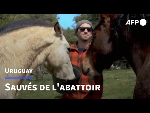 Uruguay: une ONG achète et fait adopter des chevaux pour leur éviter l'abattoir | AFP