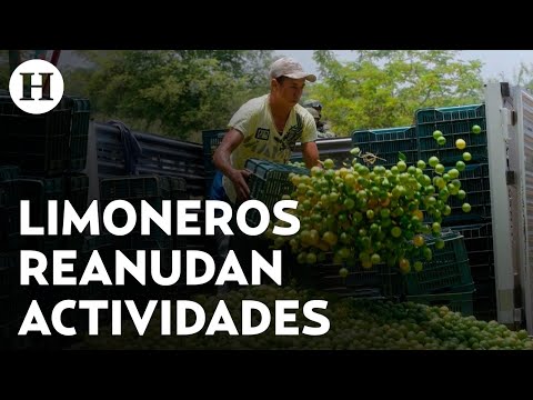 Se reanuda el corte del limón en Michoacán tras una semana de paro de labores de los limoneros