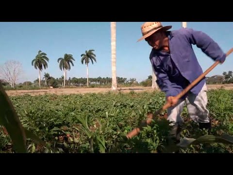 Resaltan aportes de campesinos en la producción agroalimentaria en Niquero