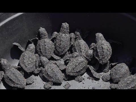 120 tortuguillas son liberadas en playa Salamina en Villa El Carmen