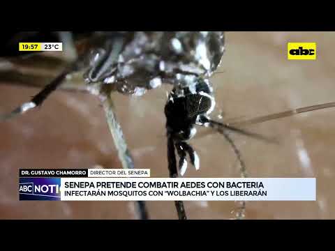 Senepa pretende combatir Aedes con bacteria
