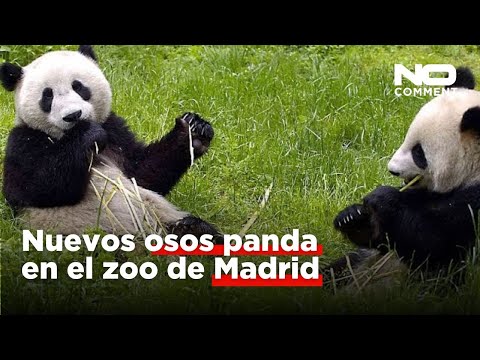 Escoltados como estrellas: la nueva pareja de osos panda llega al Zoo de Madrid procedente de China