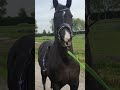 Dressage horse sport merrie everdale x jazz