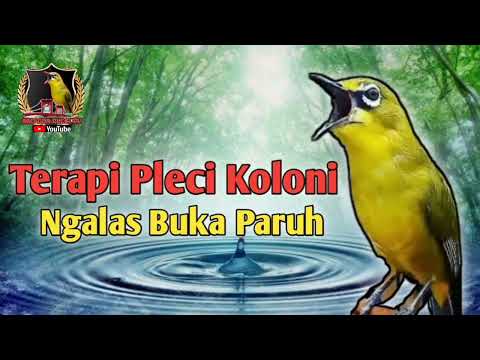 Terapi Pleci Koloni Cepat Ngalas Buka Paruh || Simulasi Lomba Pleci || Masteran Pleci || PCMI