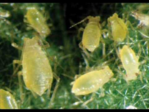 Video: Lerva - viena iš besivystančio vabzdžio stadijų... - Pasakė Wikipedia ir gavo antausį