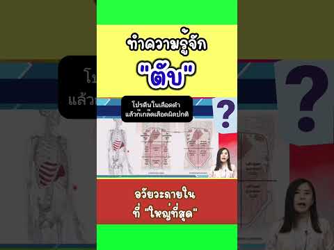 ความรู้เกี่ยวกับ“ตับ”