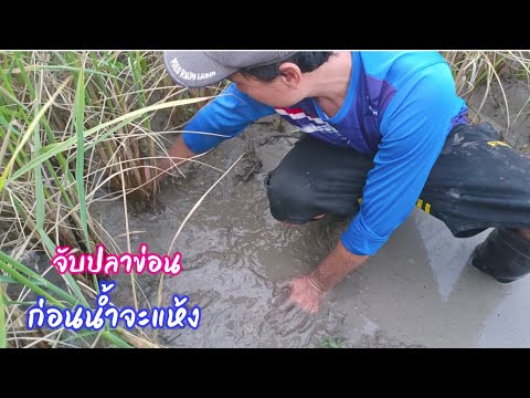 แอ่งน้ำสุดท้ายในนาก่อนน้ำจะแห