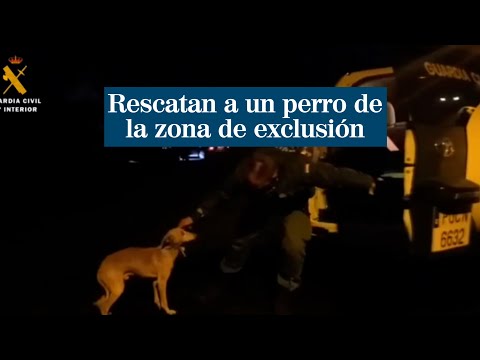 Rescatan a un perro que vagaba por la zona de exclusión del volcán de La Palma