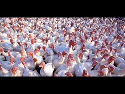 Investigan 250 mil aves por casos de gripe aviar