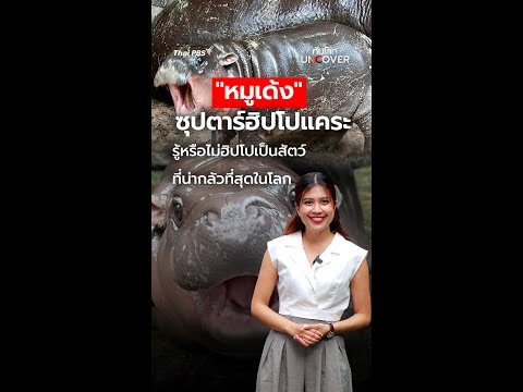 หมูเด้งซุปตาร์ฮิปโปแคระไวรัล