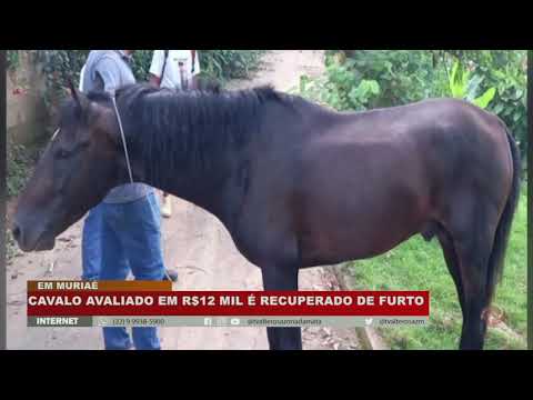Cavalo avaliado em R$ 12 mil é recuperado em Muriaé após ser furtado