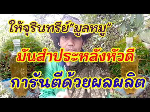 ให้จุรินทรีย์มูลหมูมันสำประหลั ให้จุรินทรีย์มูลหมูมันสำประหลั