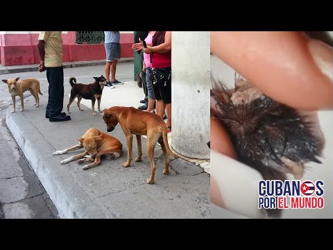 Cubanos en la isla temen que el régimen les está dando picadillo de perros callejeros