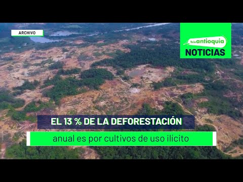 El 13 % de la deforestación anual es por cultivos de uso ilícito - Teleantioquia Noticias
