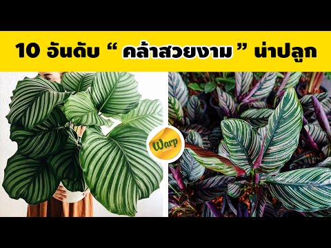 10-อันดับ-คล้าด่าง-คล้าสวยงาม- 10-อันดับ-คล้าด่าง-คล้าสวยงาม-