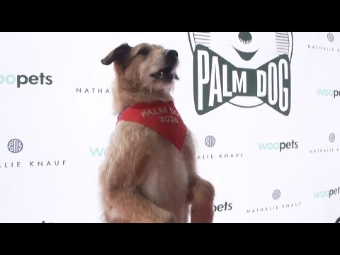 Palm Dog: Kodi, star of 'Dog on Trial,' is the top dog of Cannes