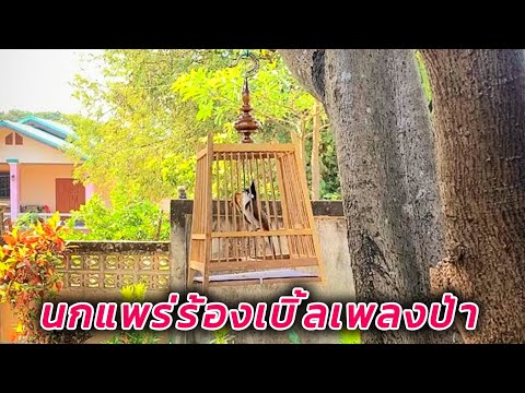 นกกรงหัวจุกแพร่ร้องเบิ้ลเพลงป่