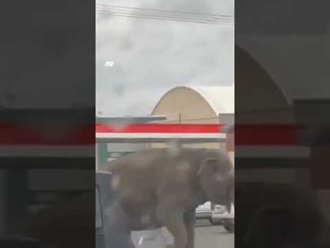 Elefante escapa de circo e passeia pelas ruas de Montana, nos EUA #shorts
