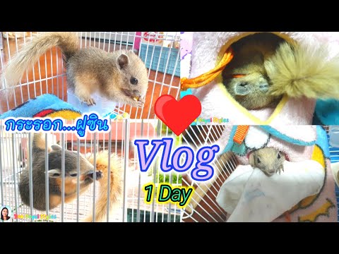 กระรอกน้อยฝูซิน福心🐿️Vlog1Da