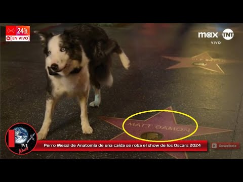 Perro Messi de Anatomía de una caída se roba el show de los Oscars 2024