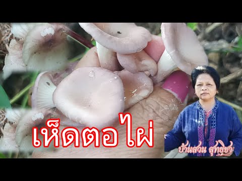 เก็บเห็ดตอไผ่เห็ดตอไผ่เก็บเห็ด