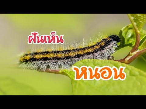 ฝันเห็นหนอนทำนายฝันว่าทำนาย