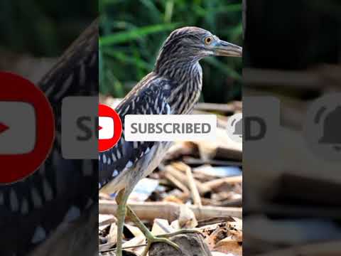 suara burung koak