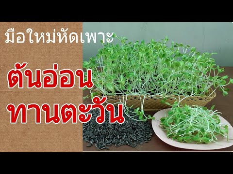 ต้นอ่อนทานตะวัน-มือใหม่หัดปลูก ต้นอ่อนทานตะวัน-มือใหม่หัดปลูก