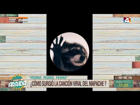 Vamo Arriba - Pedro, Pedro, Pedro ¿Cómo surgió la canción viral del mapache?