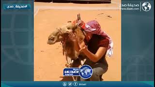 أجنبية اول مره تشوف الناقة في البر