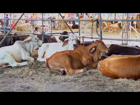 Feria Ganadera Navideña con insumos en agricultura, veterinaria y mucho más