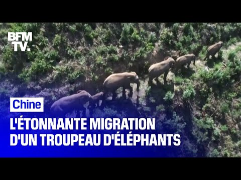 L'étonnante migration d'un troupeau d'éléphants en Chine