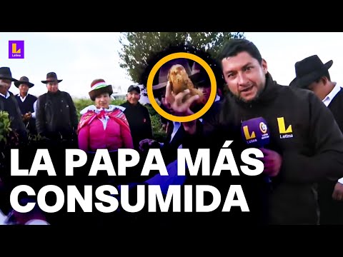 Aquí se cultiva la papa más consumida por los peruanos: Los sembríos en Yungay, Ancash