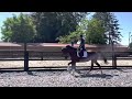 حصان الفروسية 6-jarige merrie