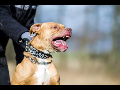 Pitbull mató a un cachorro y dejó gravemente herido a otro mientras paseaba