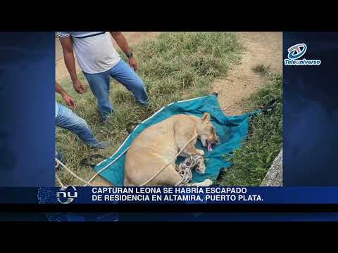 Capturan leona se habría escapado de residencia en Altamira, Puerto Plata