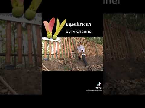 มนุษย์ยางนาby-tvchannel มนุษย์ยางนาby-tvchannel