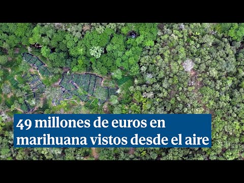 Así se ven desde el aire 49 millones de euros de marihuana de dos bandas desarticuladas