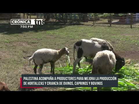 Palestina acompaña a productores nicaragüenses para mejorar la producción - Nicaragua
