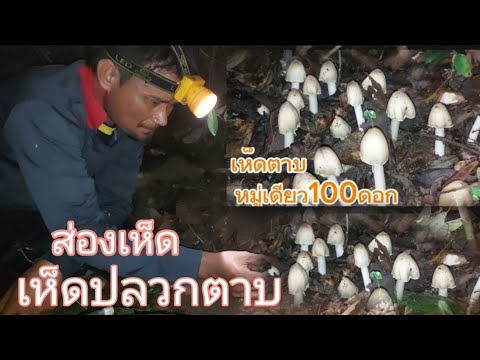 ป้าด!!เห็ดปลวกตาบดอกตูม!ออกเป็