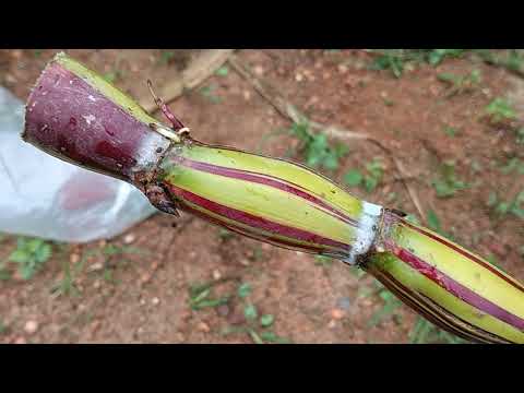 จำหน่าย-อ้อยเบลลี่พุดด้าฮาวาย- จำหน่าย-อ้อยเบลลี่พุดด้าฮาวาย-