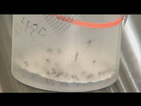 West Nile Virus cases growing in North Texas, leading to at least one death