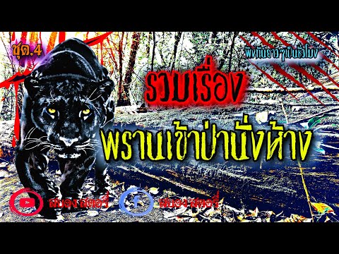 รวมเรื่องพรานป่านั่งห้างชุด