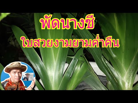 ชมไม้มงคลกับน้าเล็ก:-มือพระนาร ชมไม้มงคลกับน้าเล็ก:-มือพระนาร