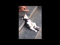 Animals SOO Cute! Cute baby animals Videos Compilation cutest moment of the animals #9