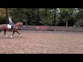 Dressuurpaard 11-jarige dressuurmerrie ZZ-licht+16 (elite sport)