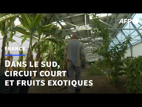 En Occitanie, un circuit court et bio de fruits et légumes exotiques | AFP